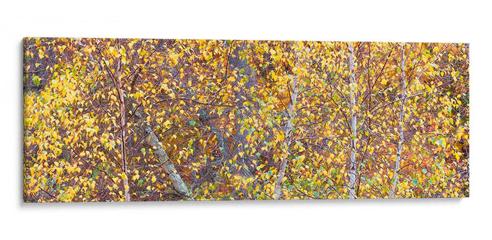 Panorama De Árbol Iii - James McLoughlin | Cuadro decorativo de Canvas Lab