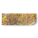 Panorama De Árbol Iii - James McLoughlin | Cuadro decorativo de Canvas Lab