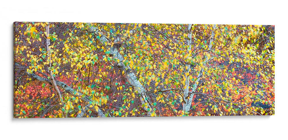 Panorama De Árbol Iv - James McLoughlin | Cuadro decorativo de Canvas Lab