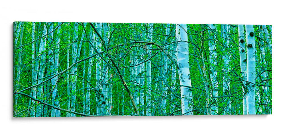 Panorama De Árbol V - James McLoughlin | Cuadro decorativo de Canvas Lab
