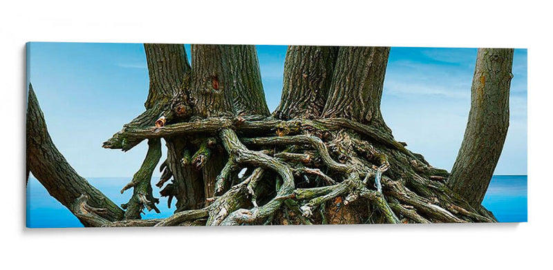 Panorama De Árbol Vii - James McLoughlin | Cuadro decorativo de Canvas Lab