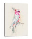 Opera Cockatoo I - Jennifer Goldberger | Cuadro decorativo de Canvas Lab