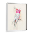 Opera Cockatoo I - Jennifer Goldberger | Cuadro decorativo de Canvas Lab