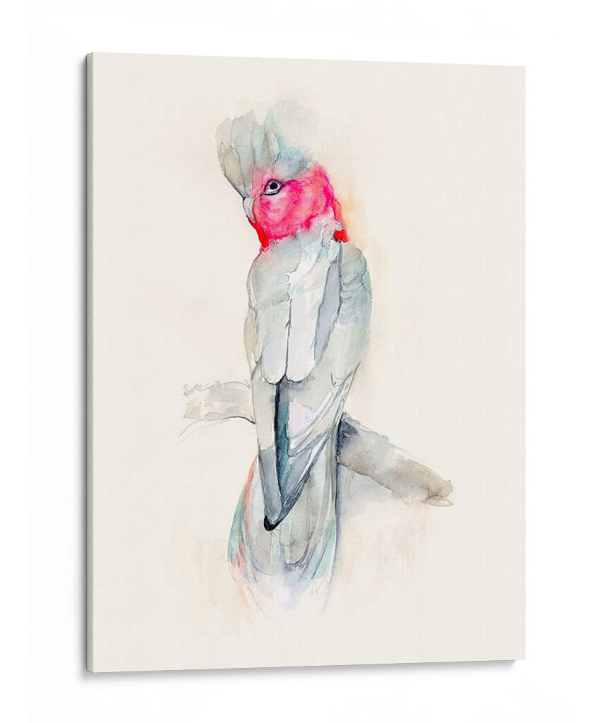 Opera Cockatoo Ii - Jennifer Goldberger | Cuadro decorativo de Canvas Lab