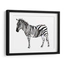 Stare Cebra Ii - Jennifer Goldberger | Cuadro decorativo de Canvas Lab