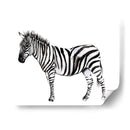 Stare Cebra Ii - Jennifer Goldberger | Cuadro decorativo de Canvas Lab