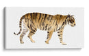Acuarela Tigre Iv - Victoria Borges | Cuadro decorativo de Canvas Lab