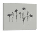 Memoria De Flores Silvestres Ii - Jennifer Goldberger | Cuadro decorativo de Canvas Lab