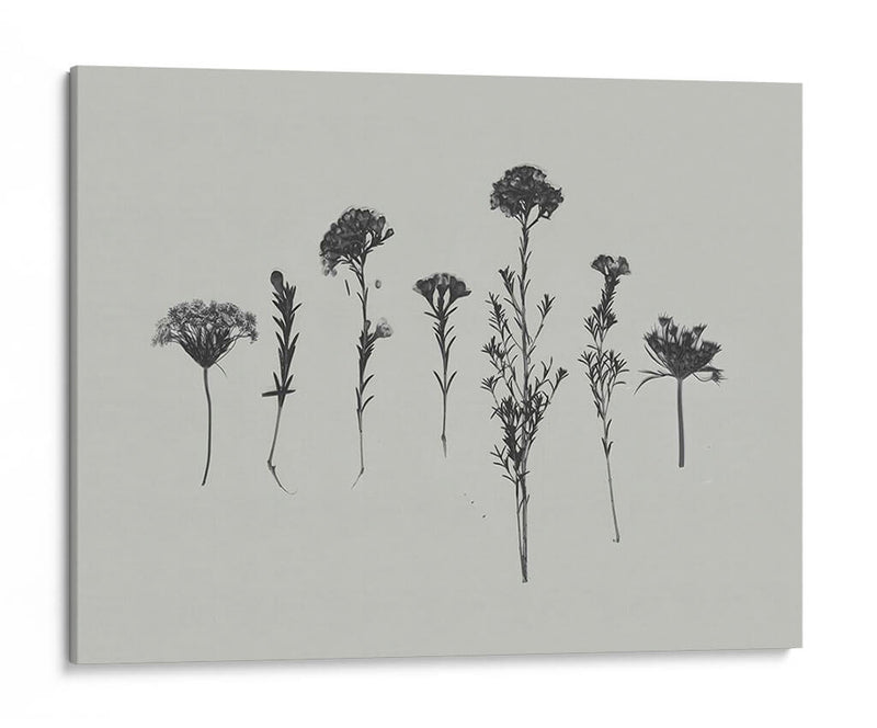 Memoria De Flores Silvestres Ii - Jennifer Goldberger | Cuadro decorativo de Canvas Lab