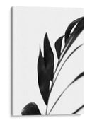 Palms Negros Iii - Renee W. Stramel | Cuadro decorativo de Canvas Lab
