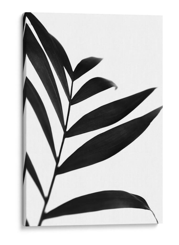 Palms Negros Iv - Renee W. Stramel | Cuadro decorativo de Canvas Lab