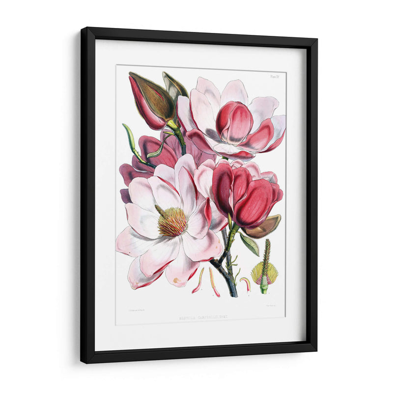 Las magnolias | Cuadro decorativo de Canvas Lab