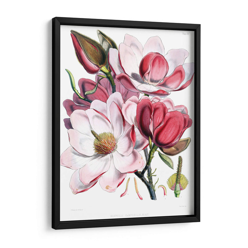 Las magnolias | Cuadro decorativo de Canvas Lab