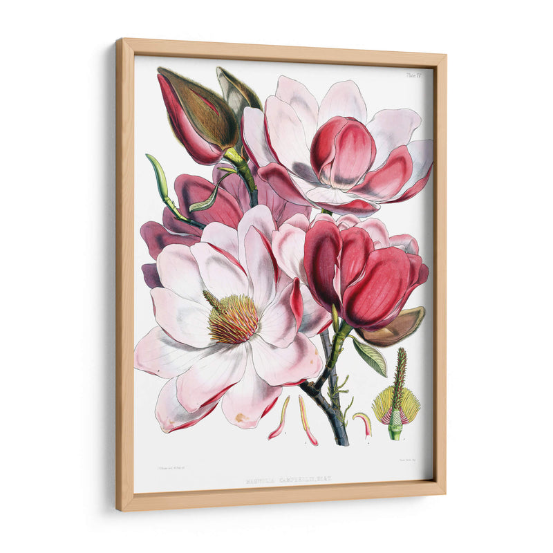 Las magnolias | Cuadro decorativo de Canvas Lab