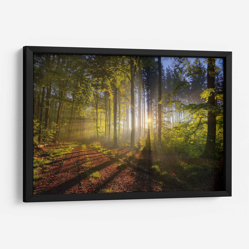 El sol entre el bosque | Cuadro decorativo de Canvas Lab