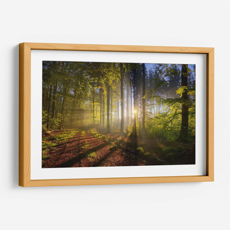 El sol entre el bosque | Cuadro decorativo de Canvas Lab