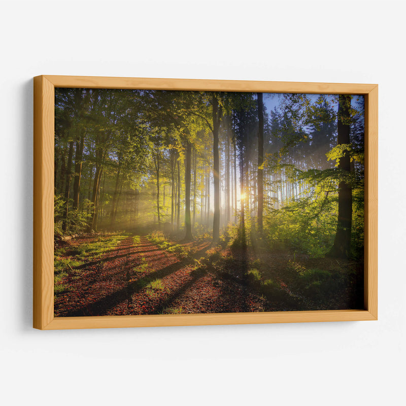 El sol entre el bosque | Cuadro decorativo de Canvas Lab