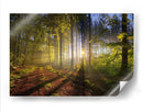 El sol entre el bosque | Cuadro decorativo de Canvas Lab