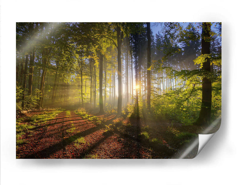 El sol entre el bosque | Cuadro decorativo de Canvas Lab