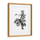 Toucan Toile I - Emma Scarvey | Cuadro decorativo de Canvas Lab
