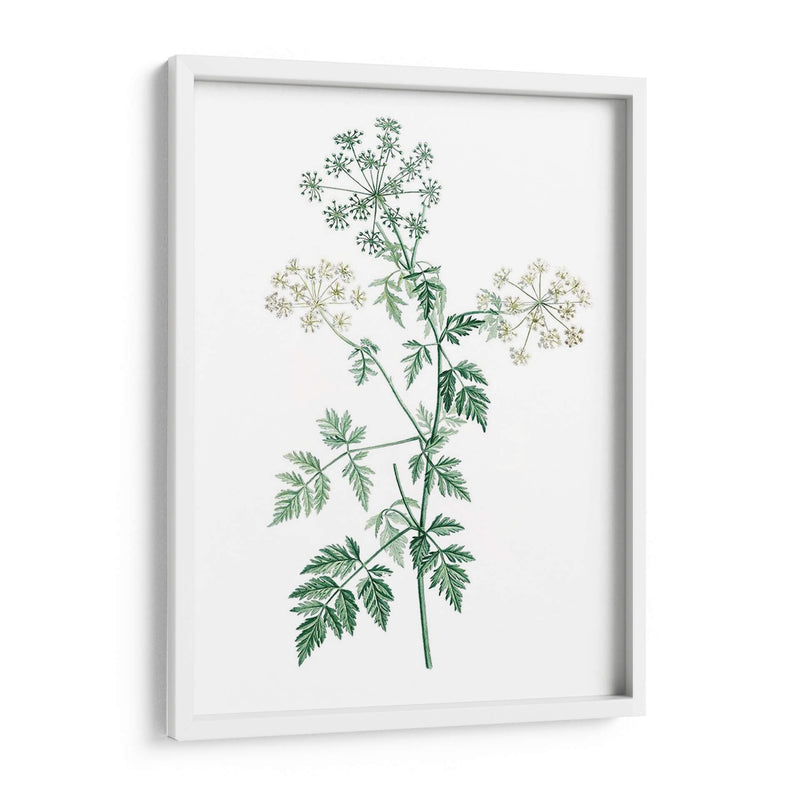 Botánico Verde Suave Ii - Vision Studio | Cuadro decorativo de Canvas Lab