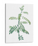 Botánico Verde Suave Iii - Vision Studio | Cuadro decorativo de Canvas Lab