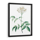 Botánico Verde Suave Vi - Vision Studio | Cuadro decorativo de Canvas Lab