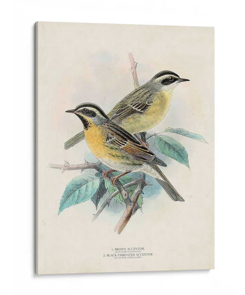 Aves Antiguas I | Cuadro decorativo de Canvas Lab