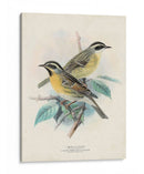 Aves Antiguas I | Cuadro decorativo de Canvas Lab