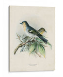 Pájaros Antiguos Ii | Cuadro decorativo de Canvas Lab