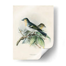 Pájaros Antiguos Ii | Cuadro decorativo de Canvas Lab