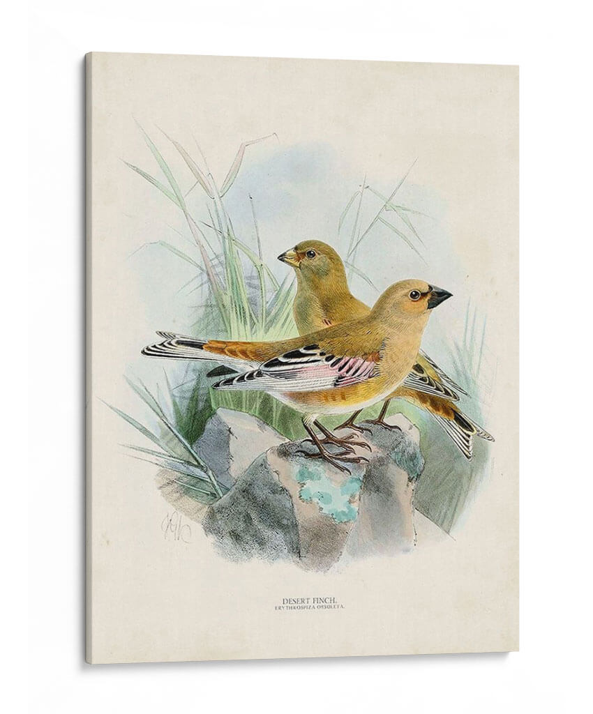 Aves Antiguas Iii | Cuadro decorativo de Canvas Lab