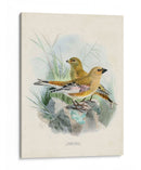 Aves Antiguas Iii | Cuadro decorativo de Canvas Lab