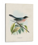 Pájaros Antiguos V | Cuadro decorativo de Canvas Lab