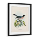 Pájaros Antiguos V | Cuadro decorativo de Canvas Lab