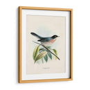 Pájaros Antiguos V | Cuadro decorativo de Canvas Lab