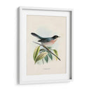 Pájaros Antiguos V | Cuadro decorativo de Canvas Lab