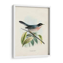 Pájaros Antiguos V | Cuadro decorativo de Canvas Lab