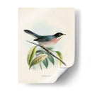 Pájaros Antiguos V | Cuadro decorativo de Canvas Lab