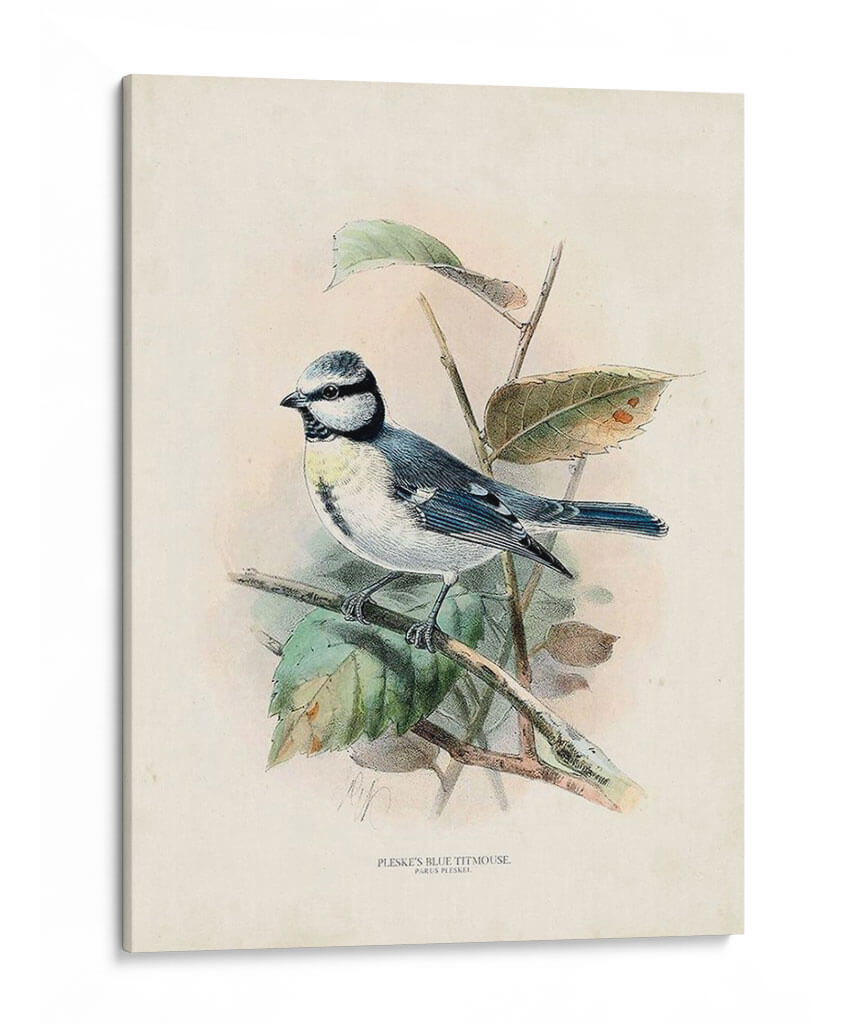 Pájaros Antiguos Vi | Cuadro decorativo de Canvas Lab