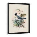 Pájaros Antiguos Vi | Cuadro decorativo de Canvas Lab