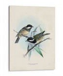 Aves Antiguas Vii | Cuadro decorativo de Canvas Lab