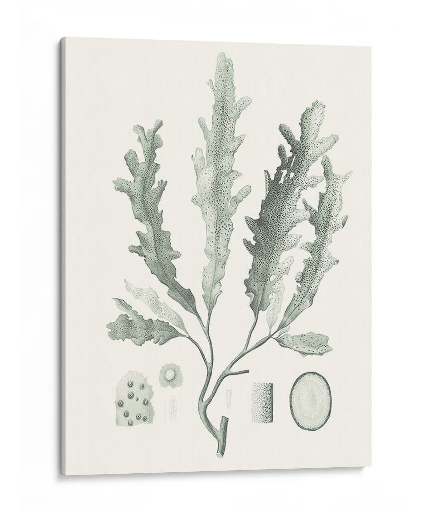 Sage Green Seaweed I - Vision Studio | Cuadro decorativo de Canvas Lab