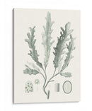 Sage Green Seaweed I - Vision Studio | Cuadro decorativo de Canvas Lab