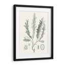 Sage Green Seaweed I - Vision Studio | Cuadro decorativo de Canvas Lab