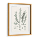 Sage Green Seaweed I - Vision Studio | Cuadro decorativo de Canvas Lab