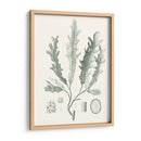 Sage Green Seaweed I - Vision Studio | Cuadro decorativo de Canvas Lab
