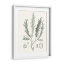 Sage Green Seaweed I - Vision Studio | Cuadro decorativo de Canvas Lab