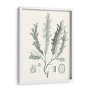 Sage Green Seaweed I - Vision Studio | Cuadro decorativo de Canvas Lab