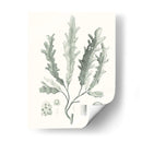 Sage Green Seaweed I - Vision Studio | Cuadro decorativo de Canvas Lab
